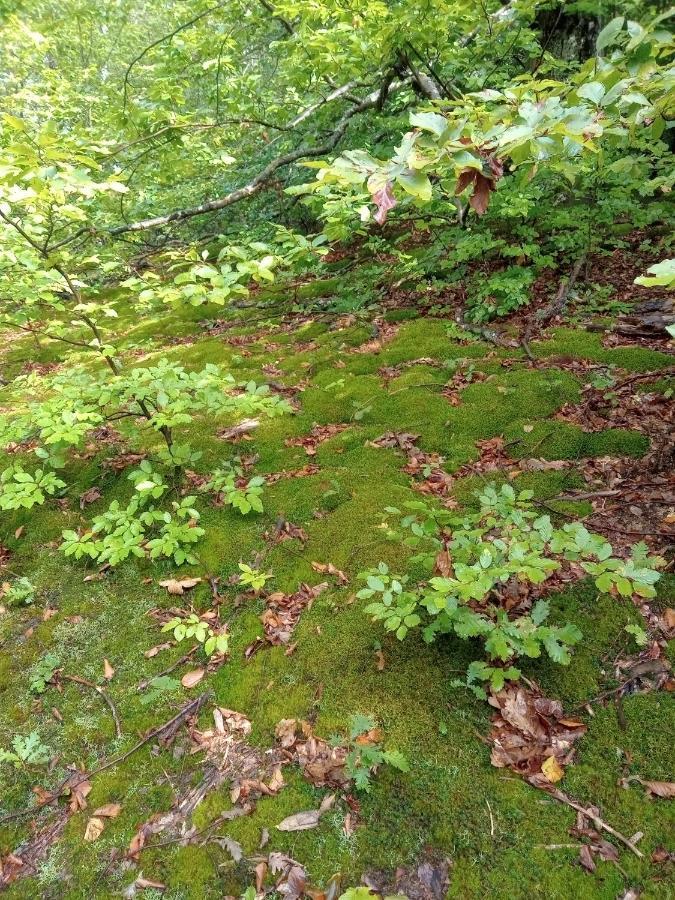 Penzion Skriveni Raj Gornji Milanovac Exteriér fotografie